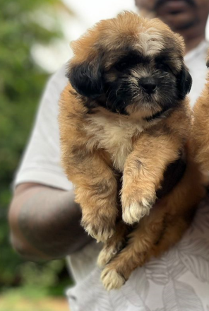 Buy Male Lhasa Apso Puppy from Goa